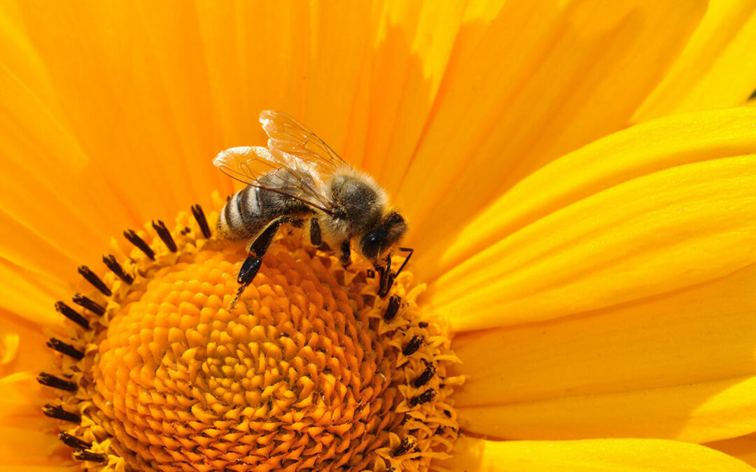 La prévention des allergies